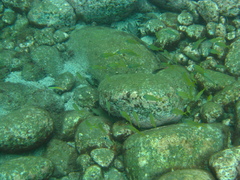 Haemulon flavolineatum