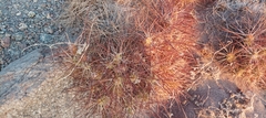 Maihueniopsis camachoi