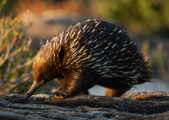 Tachyglossus aculeatus
