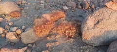 Maihueniopsis camachoi