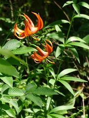 Lilium michiganense