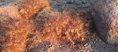 Maihueniopsis camachoi
