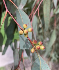 Eucalyptus melliodora