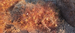 Maihueniopsis camachoi