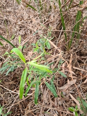 Billardiera mutabilis