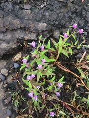 Cyanotis fasciculata