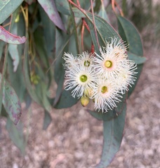 Eucalyptus melliodora