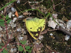 Colias poliographus