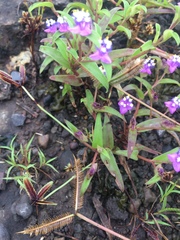 Cyanotis fasciculata