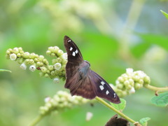 Polygonus leo arizonensis