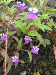 Cyanotis fasciculata