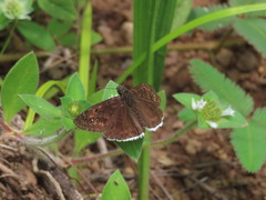 Erynnis tristis tatius