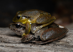 Ranoidea lesueuri