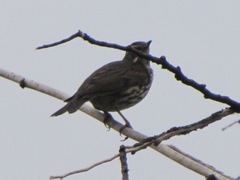 Turdus iliacus