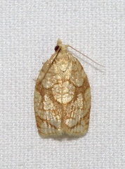 Adoxophyes negundana