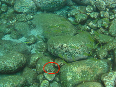 Halichoeres radiatus