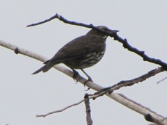 Turdus iliacus