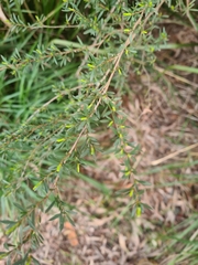 Kunzea leptospermoides