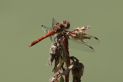 Sympetrum striolatum
