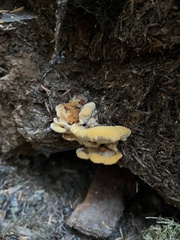 Laetiporus conifericola