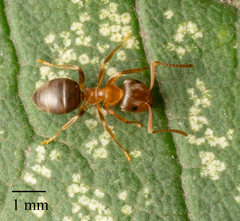 Lasius brunneus