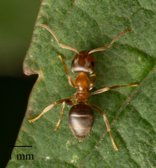 Lasius brunneus