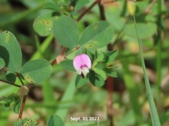 Kummerowia stipulacea