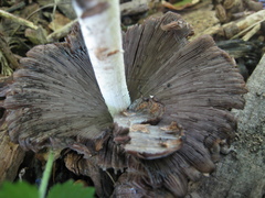Coprinopsis variegata