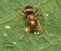Lasius brunneus