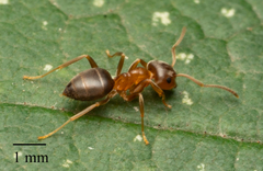 Lasius brunneus