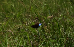Morpho helenor montezuma