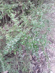 Coprosma quadrifida