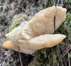 Polyporus decurrens