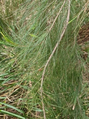 Allocasuarina littoralis