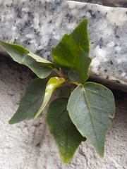 Ficus