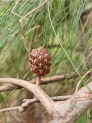 Allocasuarina littoralis