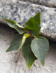 Ficus