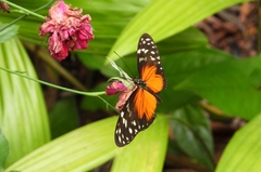 Heliconius hecale zuleika