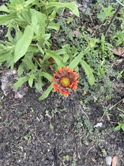 Gaillardia