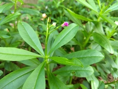 Talinum fruticosum