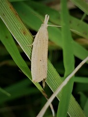 Bactra noteraula