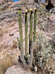 Cactaceae