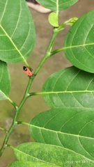 Oncopeltus nigriceps