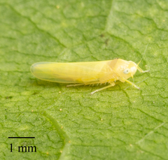 Typhlocybini