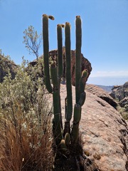 Cactaceae