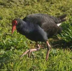 Porphyrio melanotus