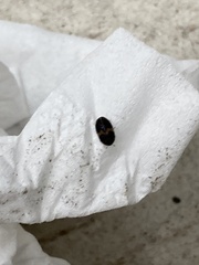 Attagenus fasciatus