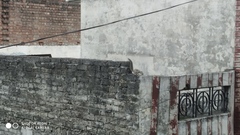 Funambulus pennantii