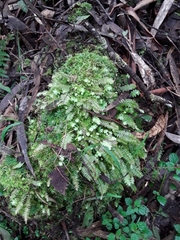 Cyathophorum bulbosum