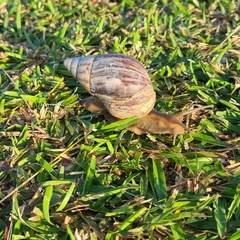 Lissachatina immaculata